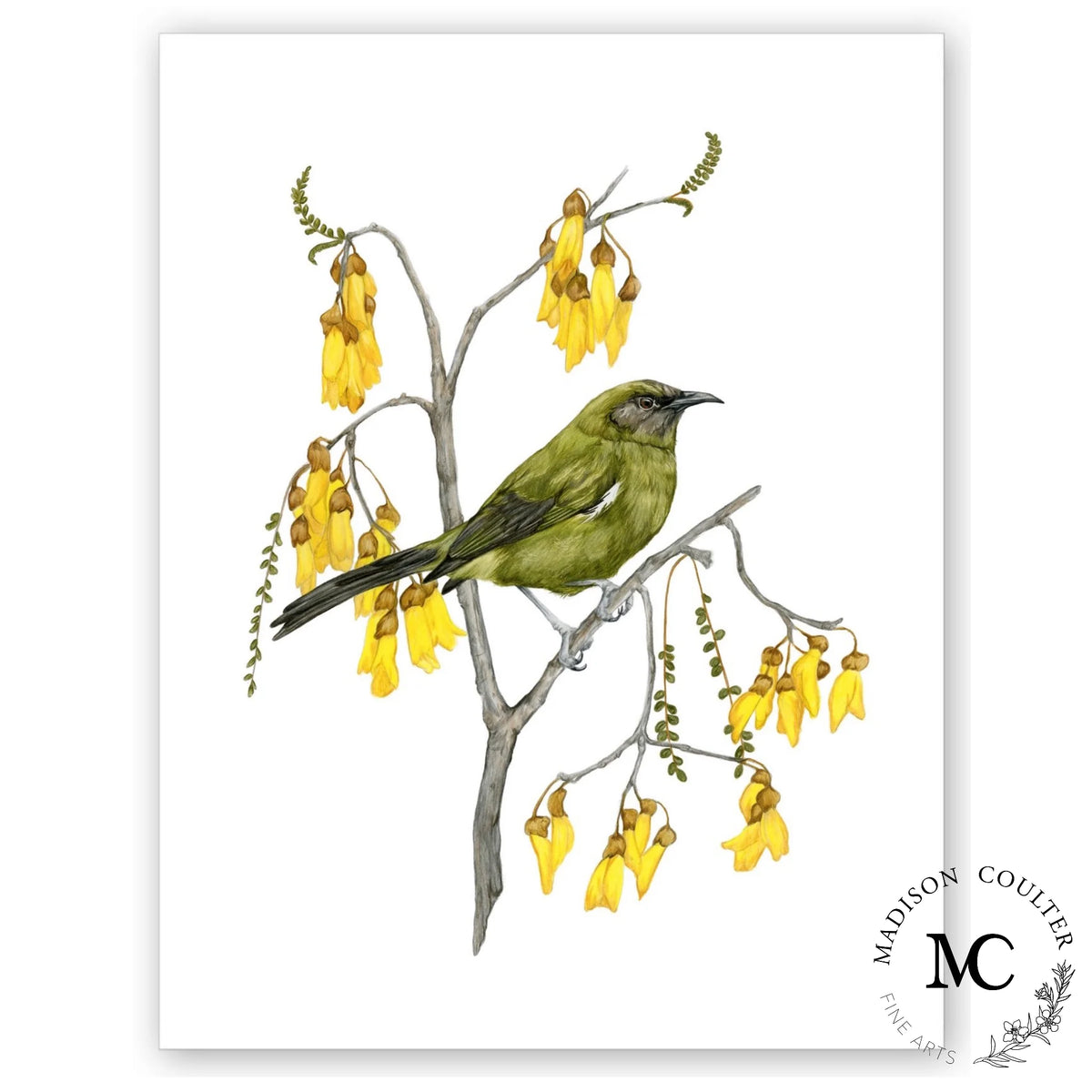 Bellbird Print by Madison Coulter A4