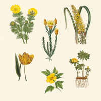 Botanical Art to Cut Out and Collage: Over 500 Botanical Illustrations to Inspire Creativity