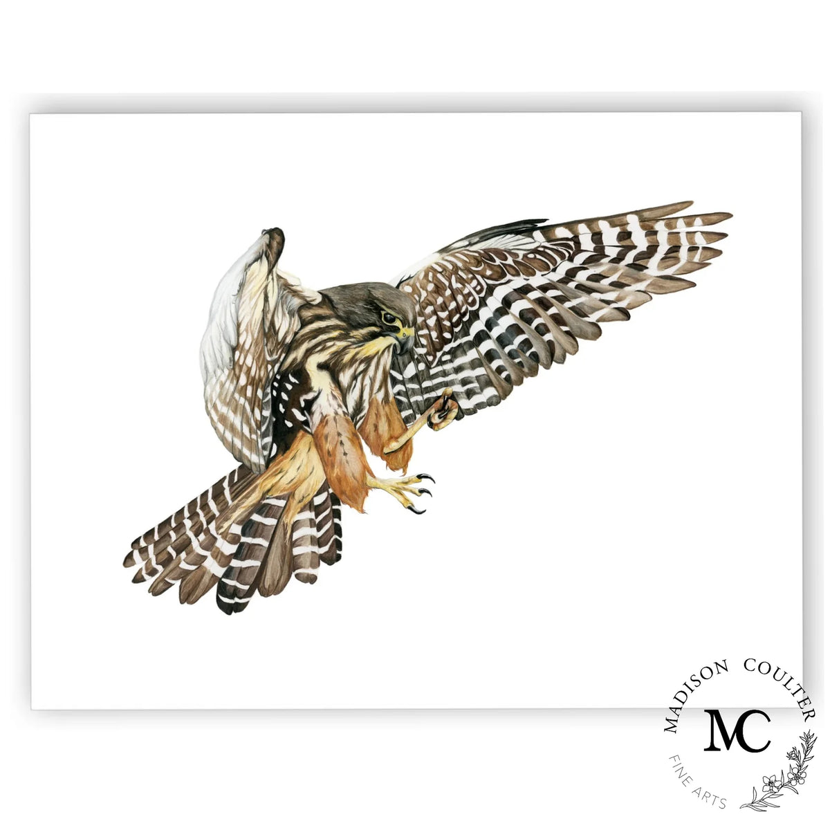 Falcon Print by Madison Coulter A4