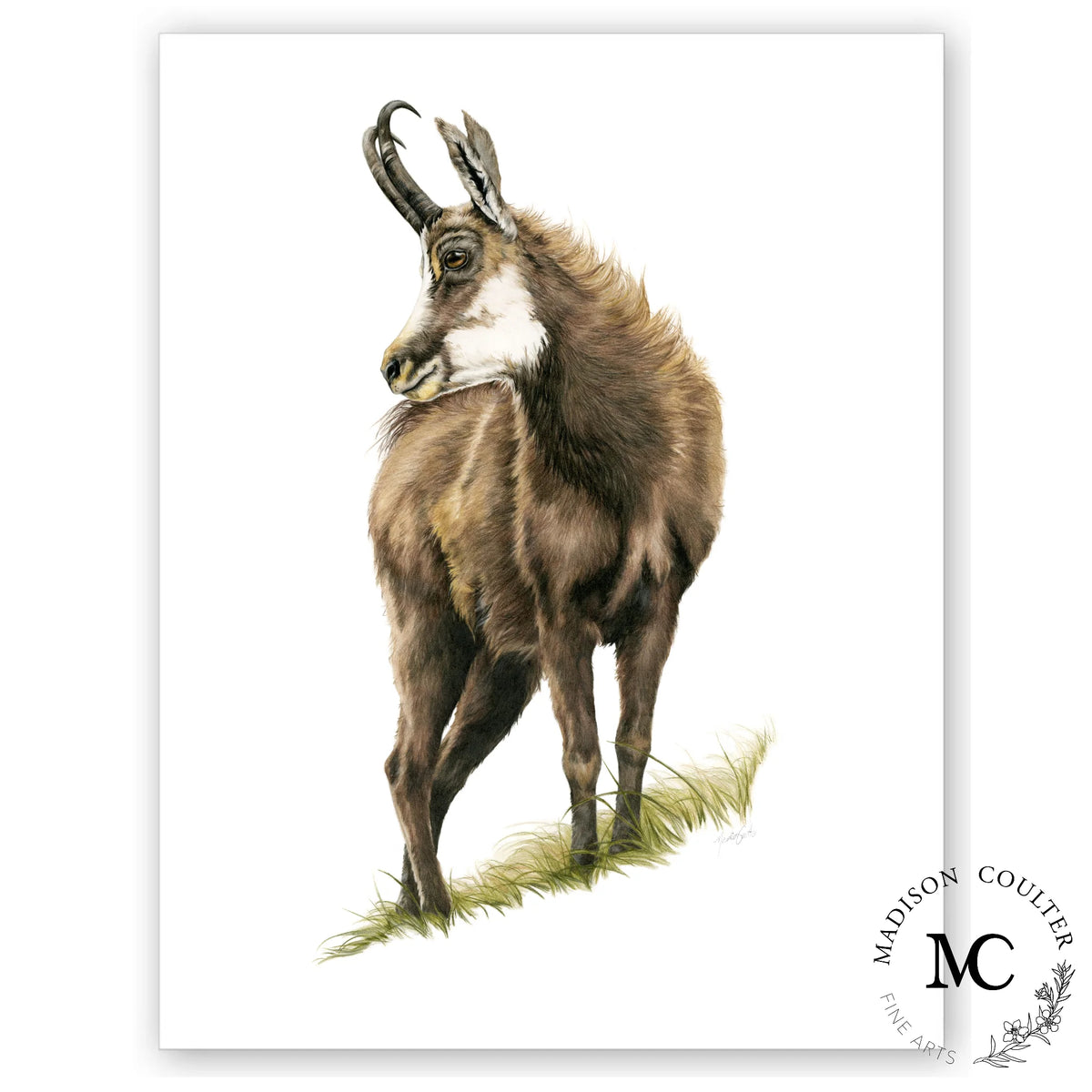 Chamois Print by Madison Coulter A3