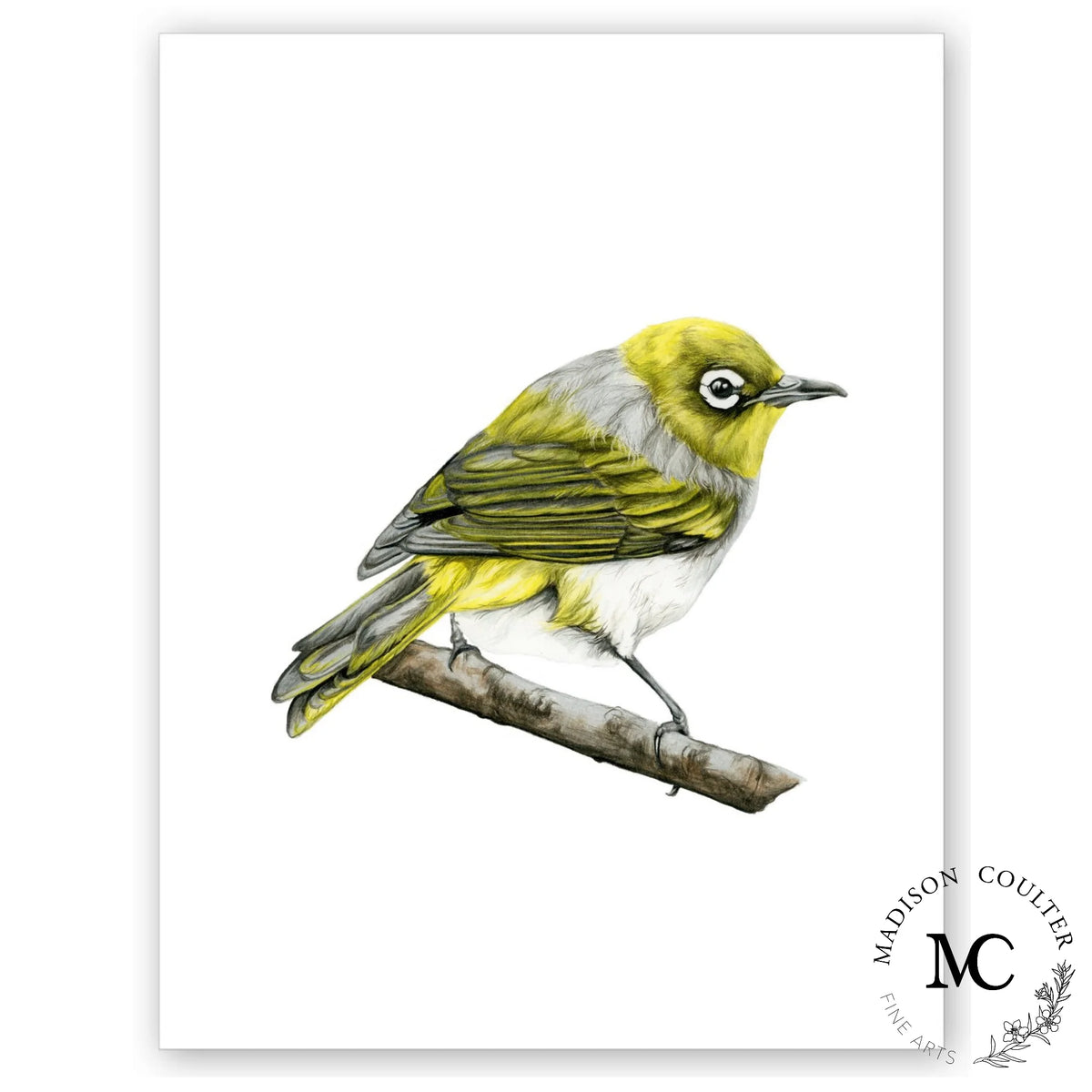 Waxeye Print by Madison Coulter A4